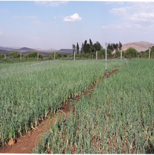 Load image into Gallery viewer, Sprayer