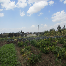 Load image into Gallery viewer, Sprayer